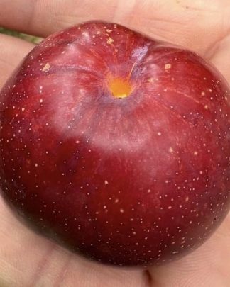 Гео Прайд (плуот, середнього терміну)