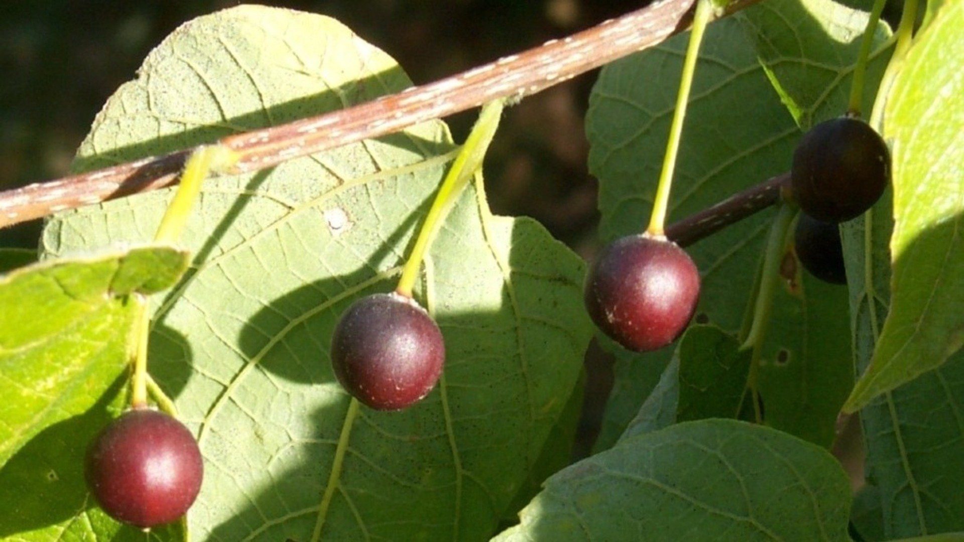 Каркас західний (залізне дерево) - Зображення 4