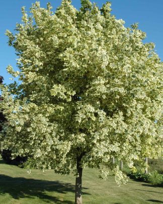 Клен гостролистий 'Друмонді'