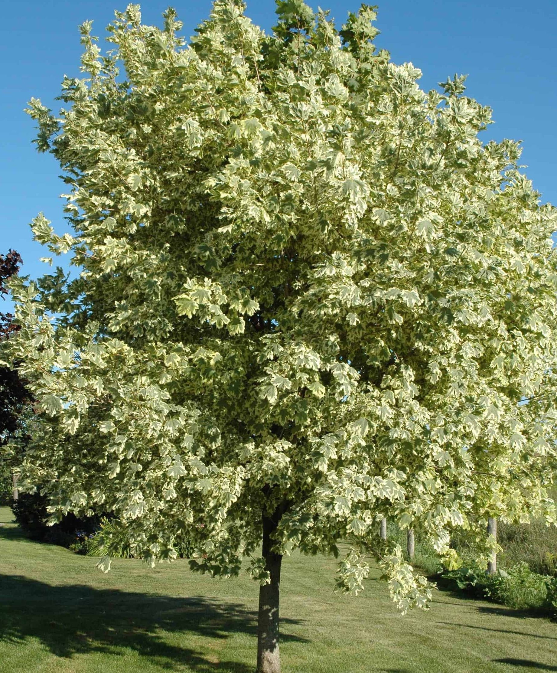 Клен гостролистий 'Друмонді'