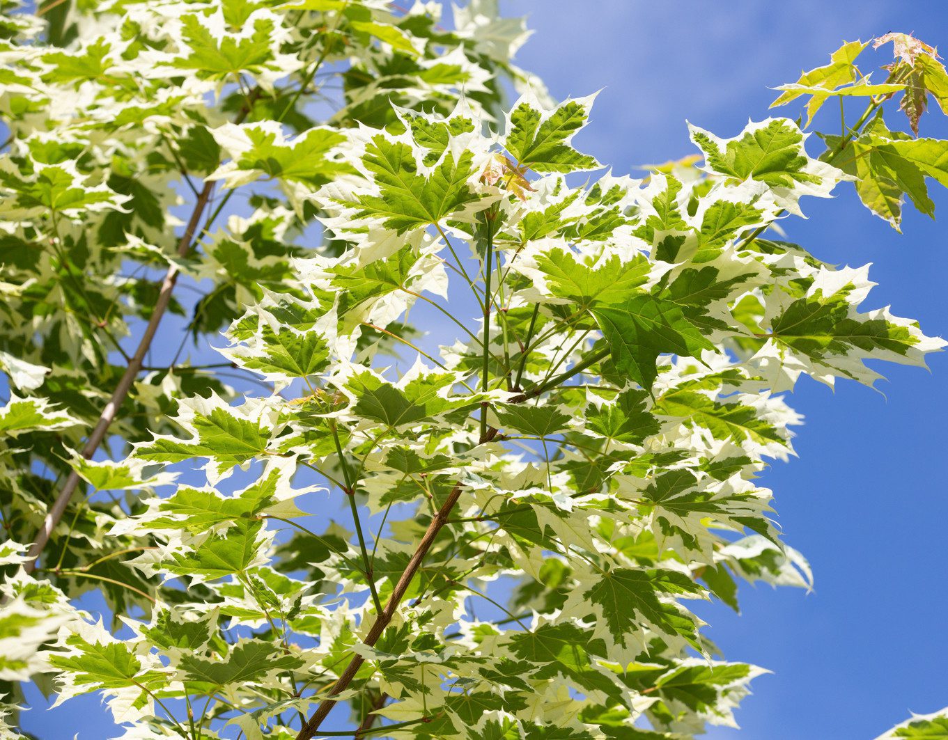 Клен гостролистий 'Друмонді' - Зображення 2