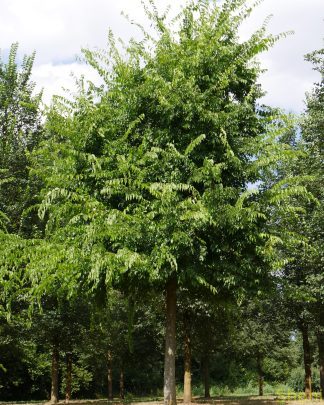 Каркас західний (залізне дерево)