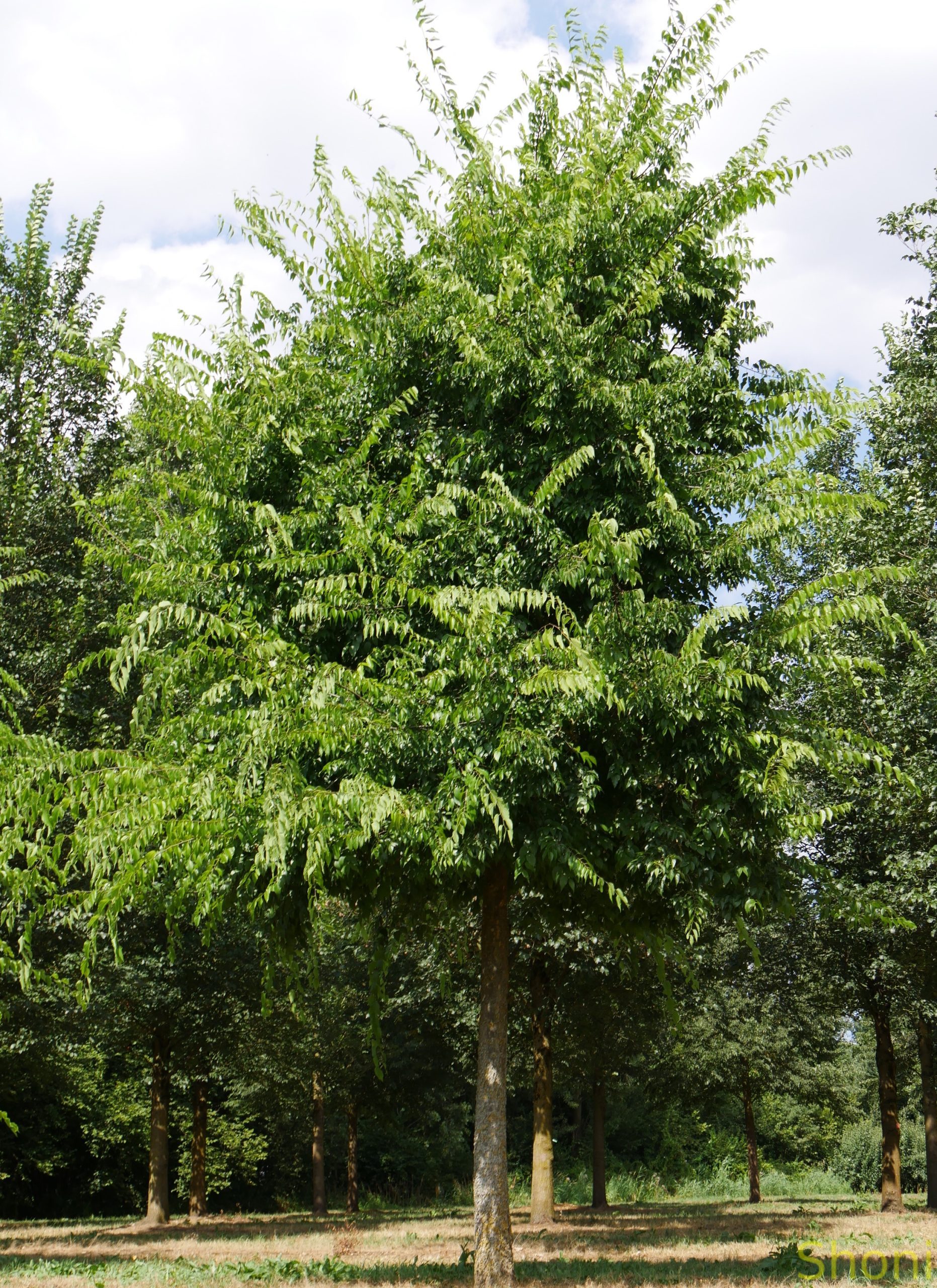 Каркас західний (залізне дерево)
