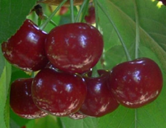 Дебрецені Ботермо (самоплідний, пізнього)