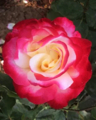 Дабл Делайт