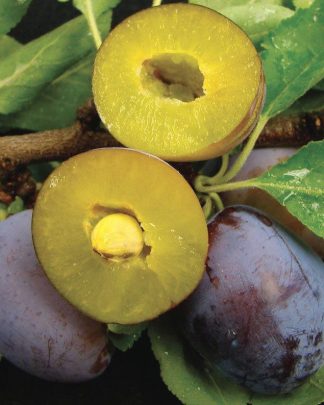 Конквест (безкісточковий, середнього терміну)