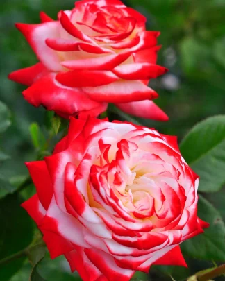 Імператріс Фара