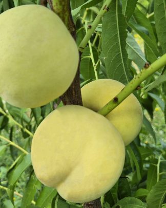 Айс Піч (середнього терміну)