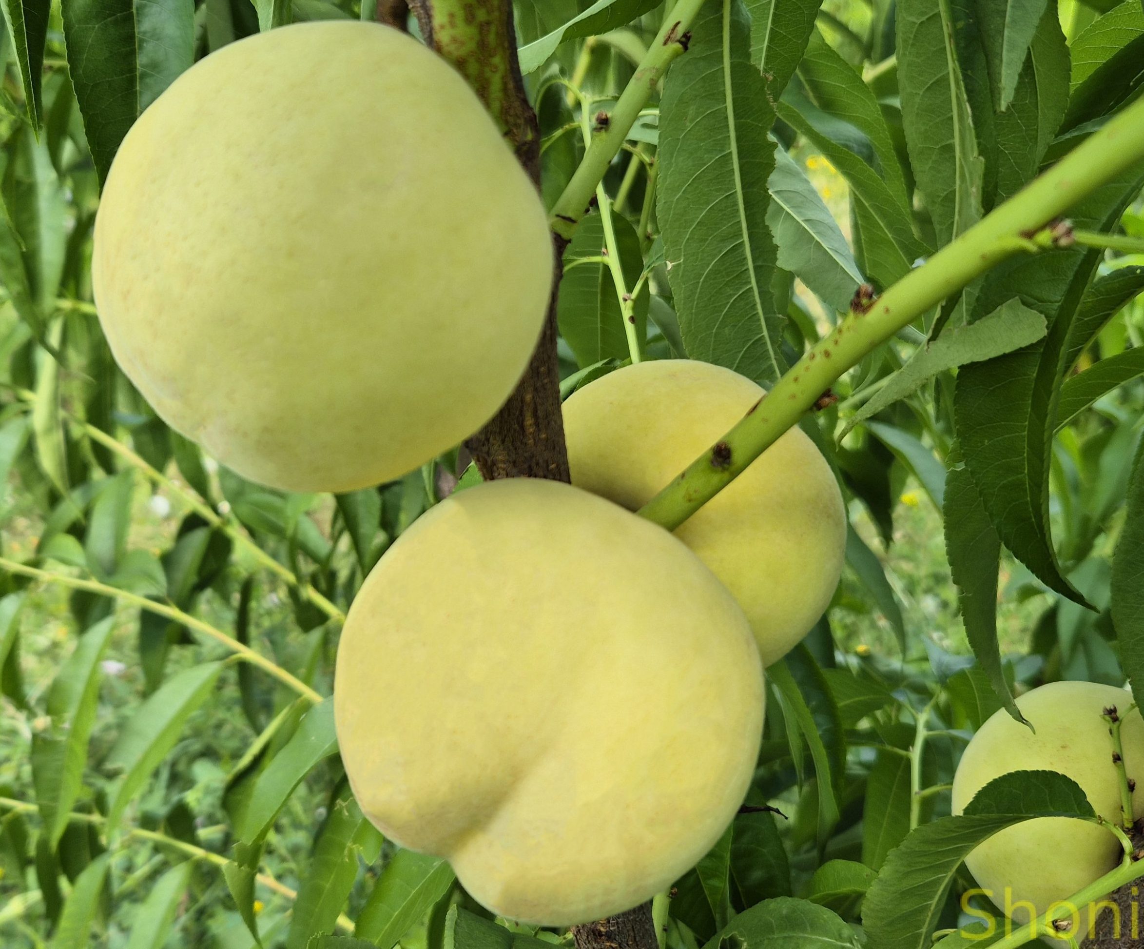 Айс Піч (середнього терміну)