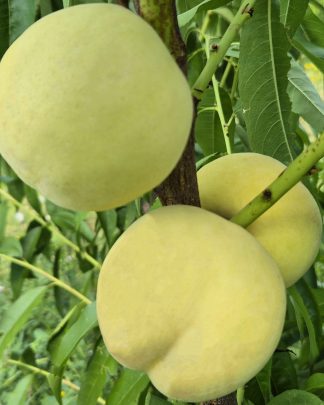 Айс Піч (середнього терміну)