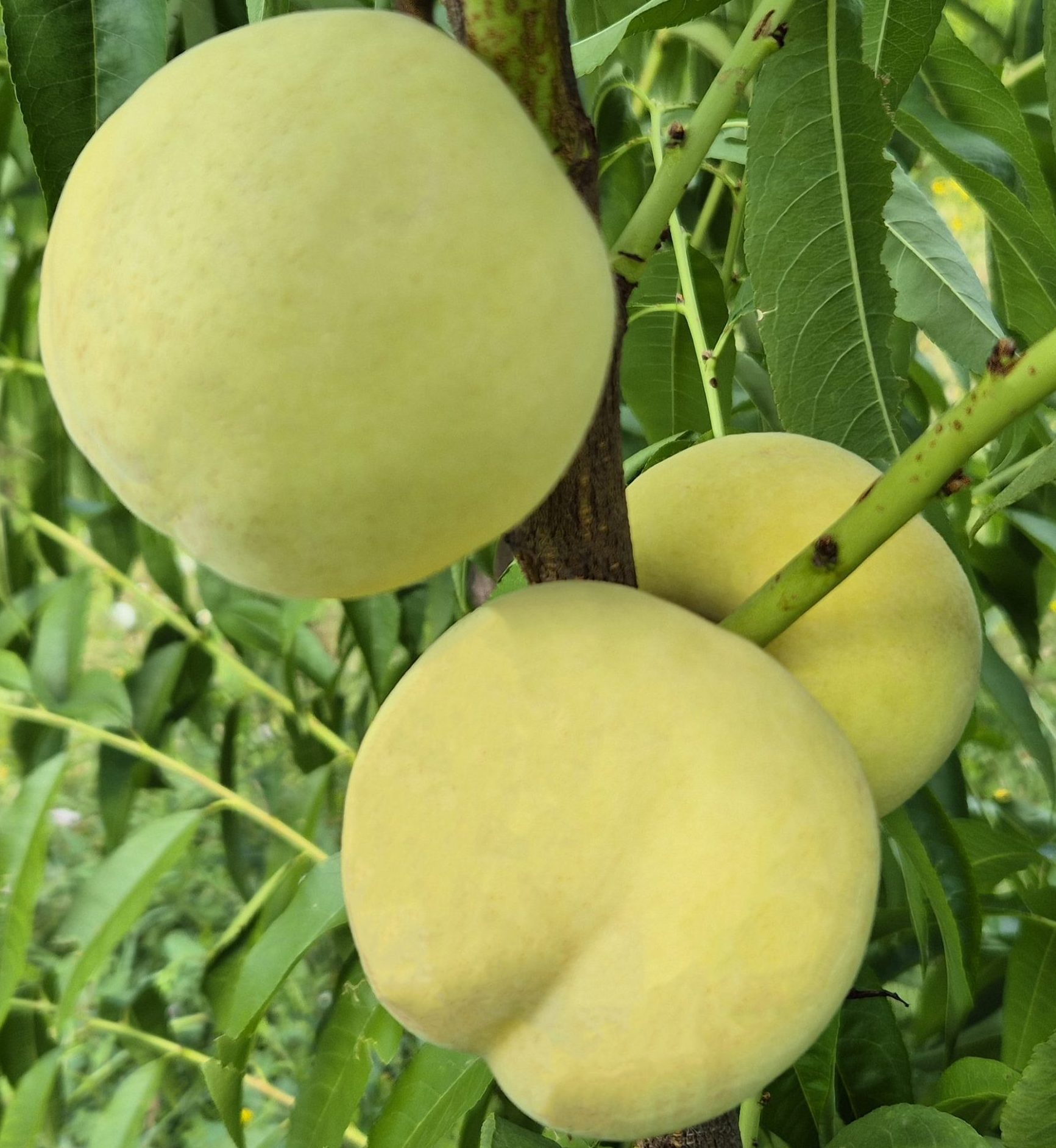 Айс Піч (середнього терміну)