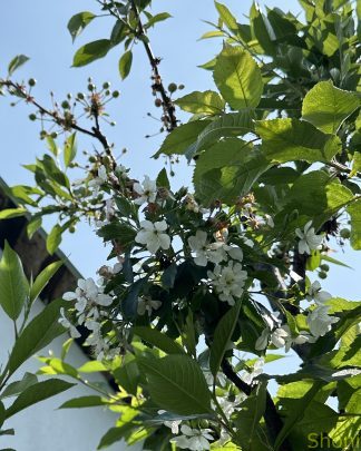 Гріот Усіх Святих