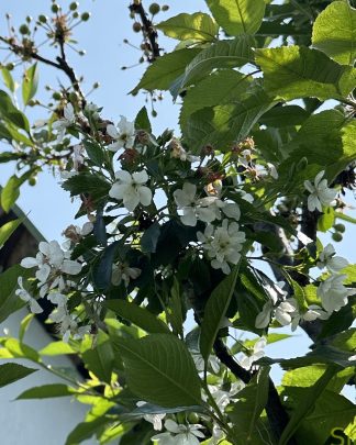 Гріот Усіх Святих (ремонтантний)