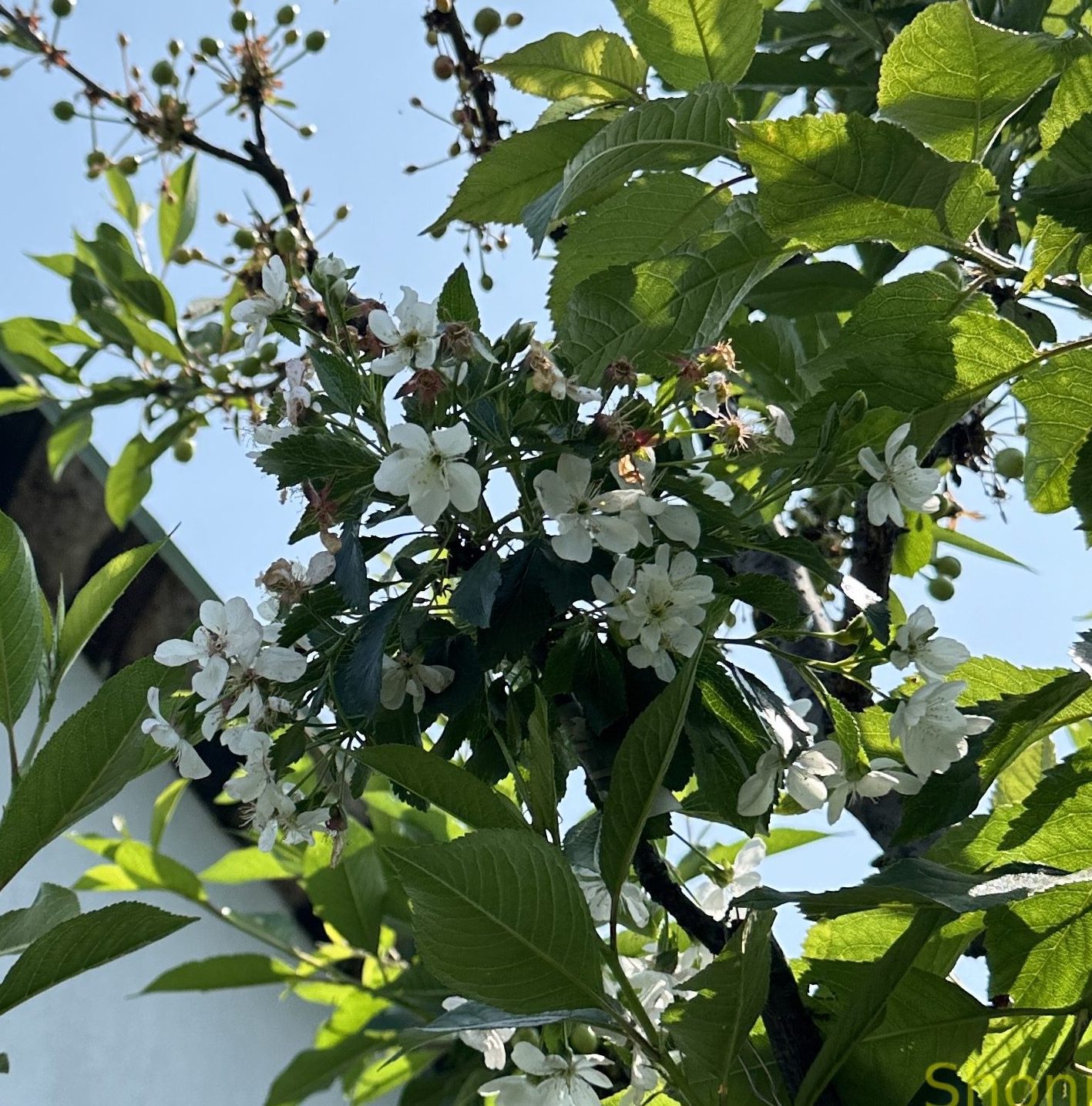 Гріот Усіх Святих (ремонтантний)