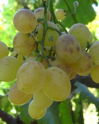 Коктейль (кишмиш)