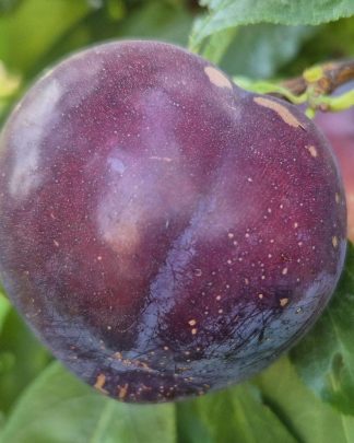 Нектапріум (середнього терміну)