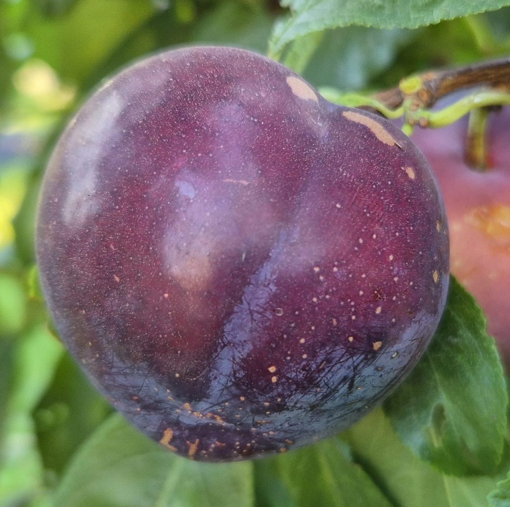 Нектапріум (середнього терміну)