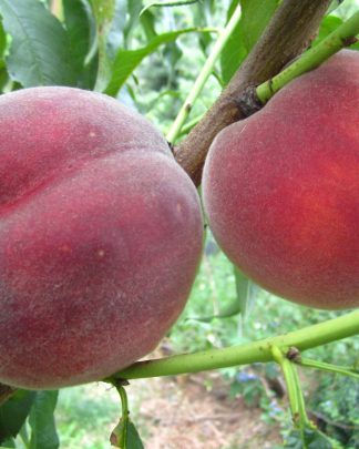 Симфонія (середньо-пізнього терміну)