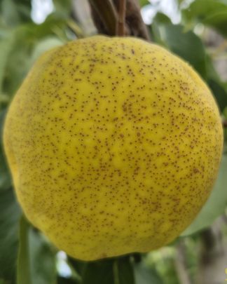 Тернбулл Гігант (гібрид)