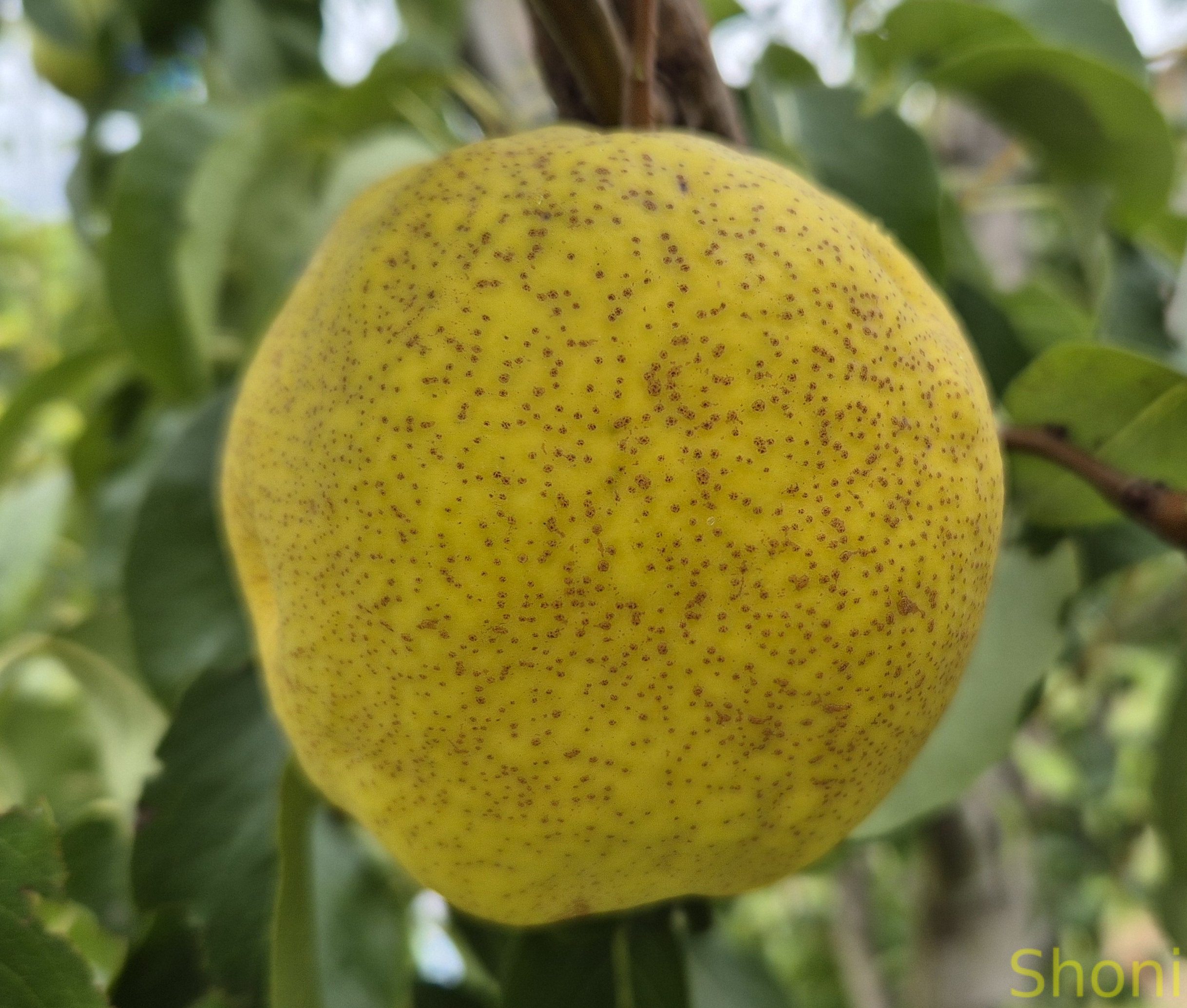 Тернбулл Гігант (гібрид)