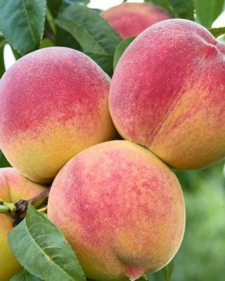 Авалон Прайд (середнього терміну)