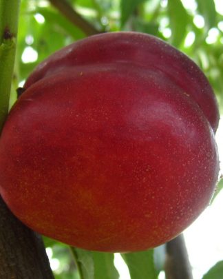 Флемін Ф’юрі ПФ 11 (середнього терміну)