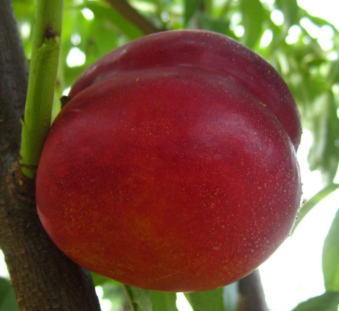 Флемін Ф’юрі ПФ 11 (середнього терміну)