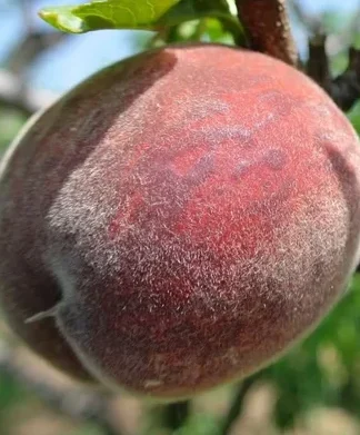 Блекбой (червономʼякотний, пізнього терміну)