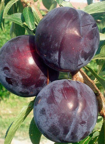 Ерлі Квін (слива китайська, раннього терміну)