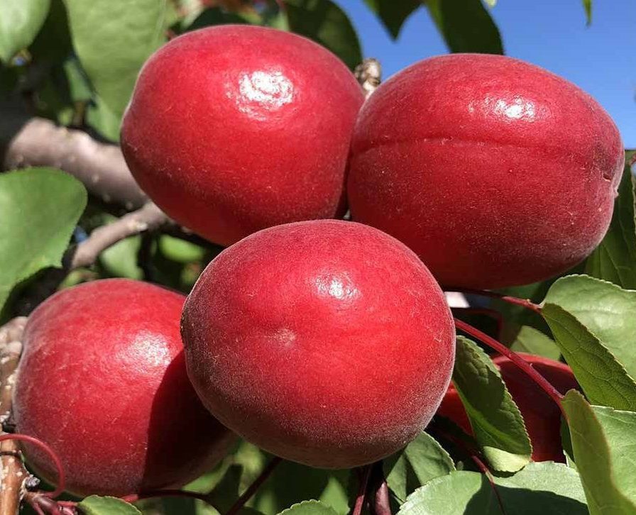 Фуего (раннього терміну)