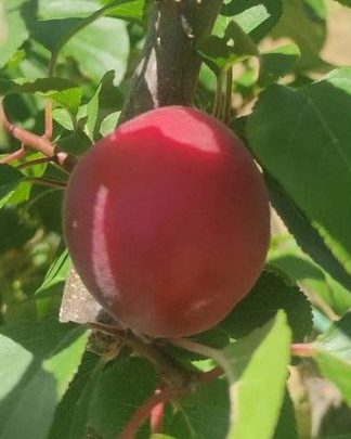 Бірікокколо Нострано (чорна абрикоса, середньо-пізнього терміну)