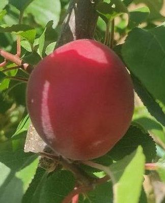 Бірікокколо Нострано (чорна абрикоса, середньо-пізнього терміну)