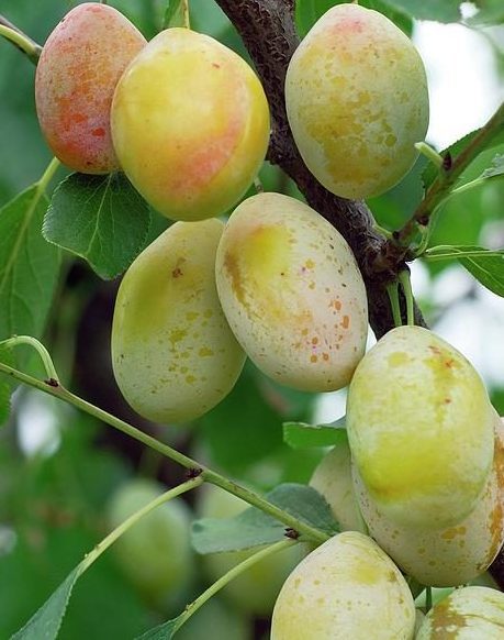 Тіпала (раннього терміну)