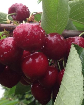 Гігант Ред  (ранньо-середнього терміну)