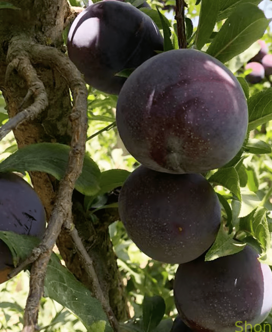 Блек Даймонд (слива китайська, середнього терміну) - Зображення 2