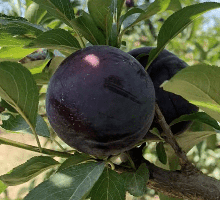 Блек Даймонд (слива китайська, середнього терміну) - Зображення 3