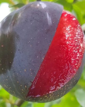 Блек Даймонд (слива китайська, середнього терміну)