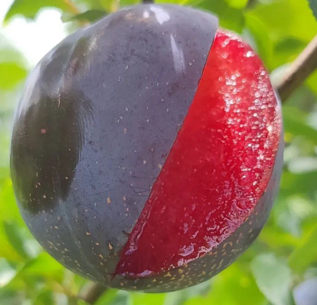 Блек Даймонд (слива китайська, середнього терміну)