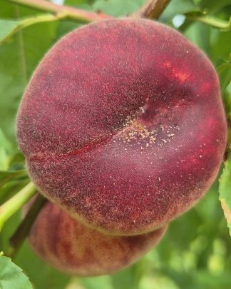 Ерлі Сендвіч (плоский, надраннього терміну)