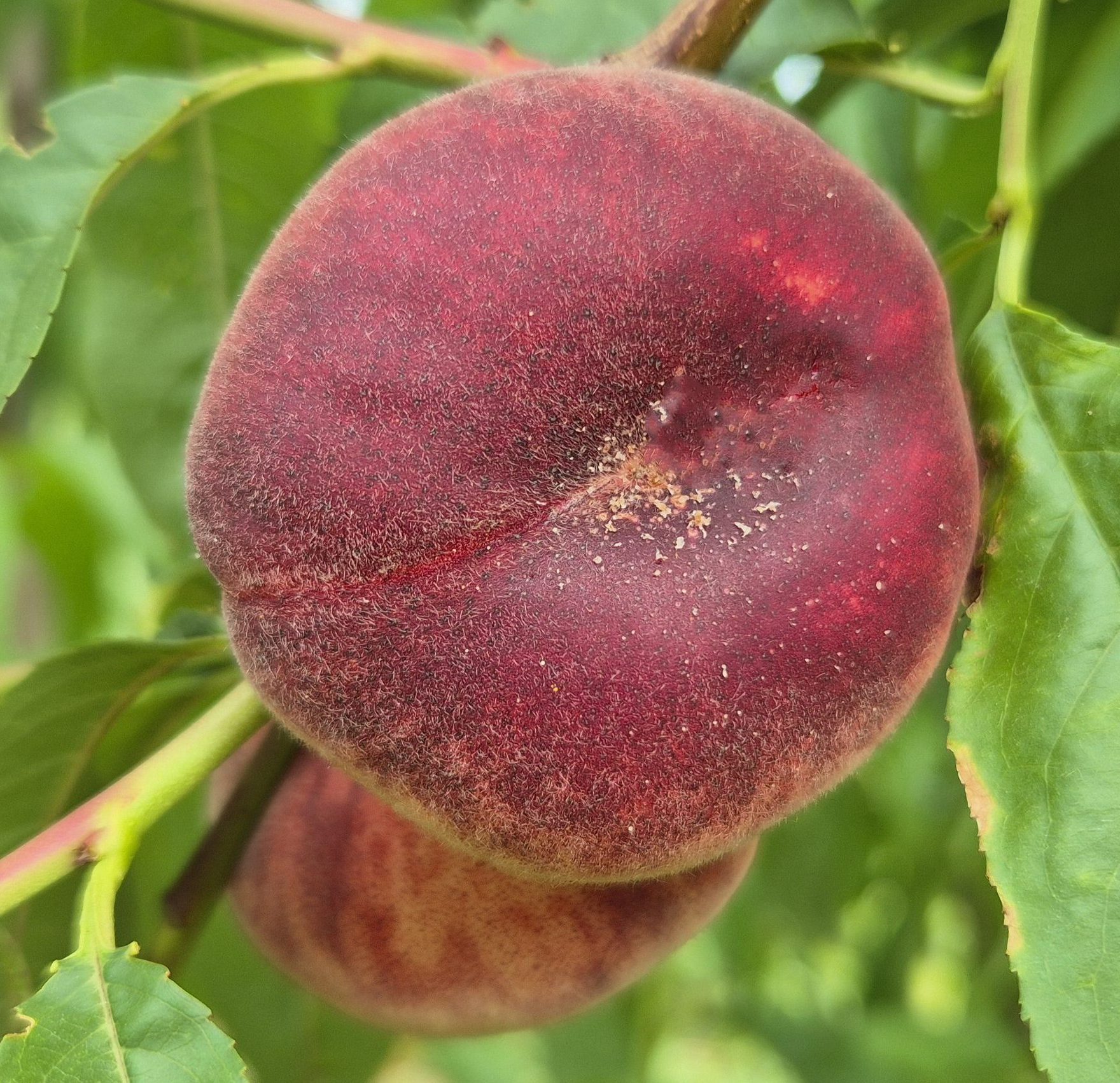 Ерлі Сендвіч (плоский, надраннього терміну)