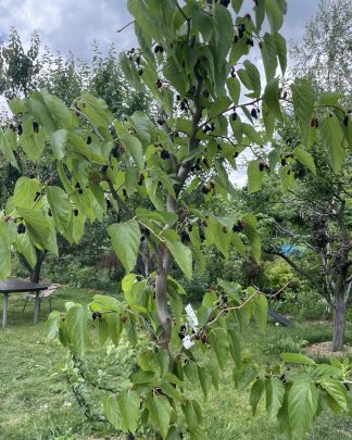 Шовковиця 'Тортуоза' (скручена)