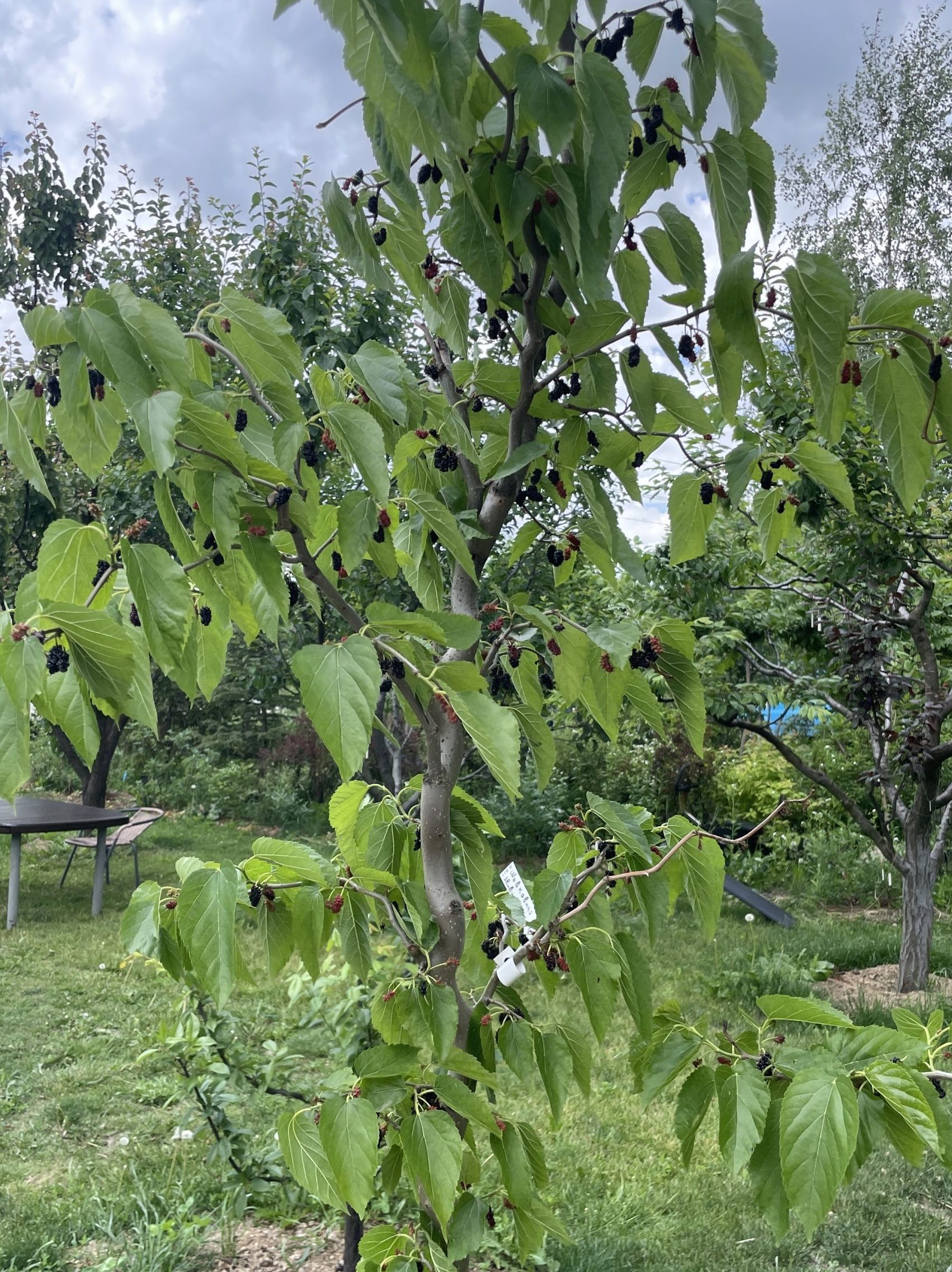 Шовковиця 'Тортуоза' (скручена)