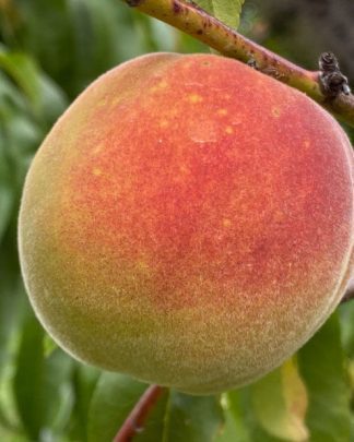 Флемін Ф'юрі ПФ-24С Колд Харді (пізнього терміну)