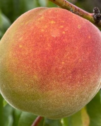 Флемін Ф'юрі ПФ-24С Колд Харді (пізнього терміну)