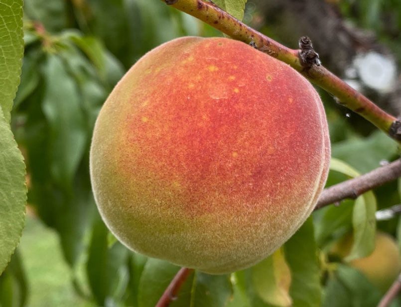 Флемін Ф'юрі ПФ-24С Колд Харді (пізнього терміну)