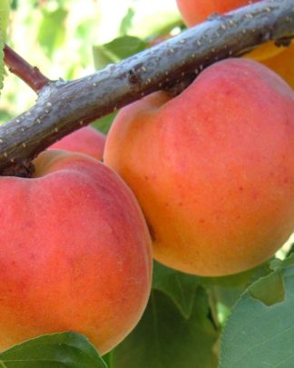 Кулгат (ранньо-середнього терміну)