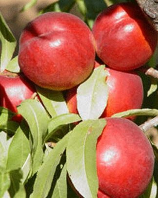 Морсіані (пізнього терміну)