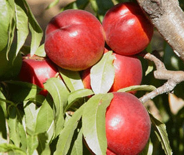 Морсіані (пізнього терміну)