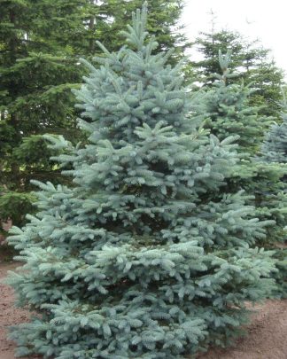 Ялина колюча 'Глаука' (блакитна)