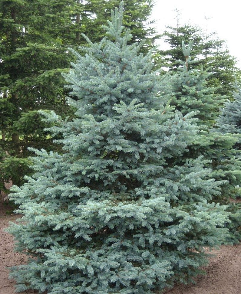 Ялина колюча 'Глаука' (блакитна)